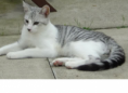 Bonepelt